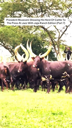 PRESIDENT LIVE AT RANCH #shorts #music #ugandanmusic