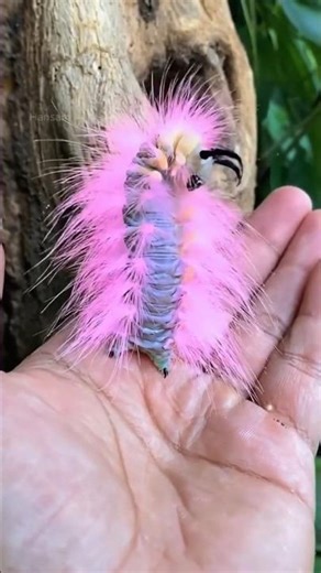 Fluffy Alien Caterpillar Found on a Human Hand 🐛✨ Too Beautiful to Be Real #fantasy