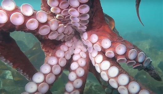 Watch This Diver Get an Eight-Armed Octopus Hug