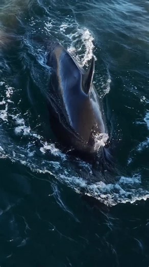 Nautilus Liveaboards | Baja Mexico on Instagram: "Unscripted, by nature. This has to be one of the most exciting adventures in Baja! Join our 5, 7, or 10-night liveaboard expedition through the Sea of Cortez, where each day is shaped by wildlife and movement — not schedules. We explore by fast boats, searching for life in open water and along remote coastlines. Days are spent primarily snorkeling and freediving, observing the sea as it reveals itself. Kayaking and paddle boarding are also availa