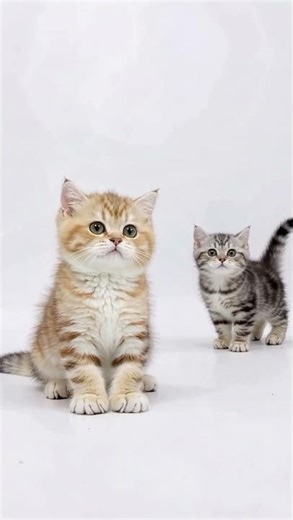 ASMR Kitties Purring | #cat #beautiful #cute #cutecat #kitten #kitty #meow