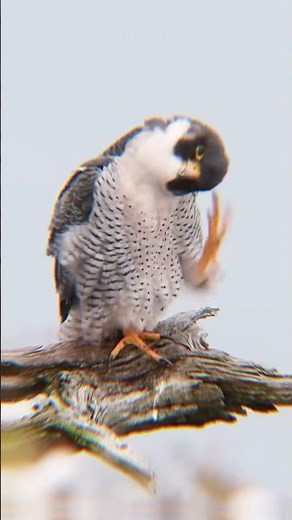 El Halcón Peregrino La Muerte que Cae del Cielo