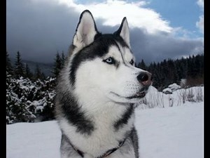 White Fang S1 E20 Arrow