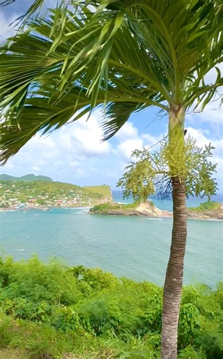 Adonidia is called the Christmas Palm because of the clusters of red fruit that often mature during the shortest days of the year. | Karl Gercens