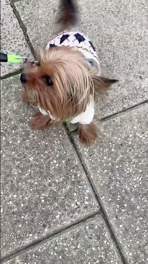 A mini Yorkshire terrier the ideal dog to take travel by airplane ✈️?