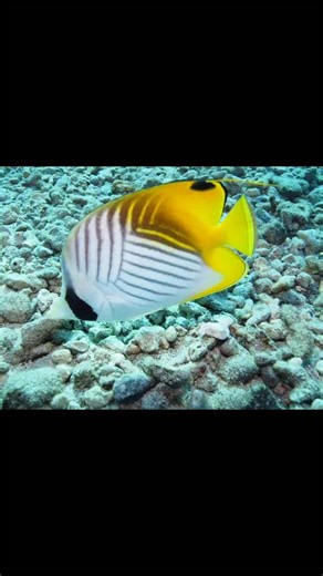 🟨🟦🟥 YouTube video 👉 The most entitled shoplifting woman ever (posted by Police Insider) | Sock Puppet Master