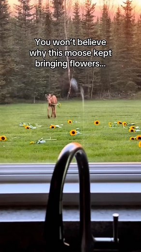 ヤマトさん on Instagram: "The Guardian of the Tundra The Alaskan summer was unusually brutal. A rare heatwave had turned the crisp Arctic air into a shimmering haze, and the usually frozen ground felt parched. Yamato, a local woodsman who had lived in the wilderness his entire life, was trekking near a dried-up creek when he heard a low, agonized groan. The Discovery Pushing through the brittle brush, Yamato found a mother moose collapsed in the mud. She was severely dehydrated, her breath coming in