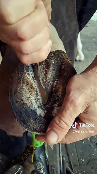 Exploring Farrier ASMR: A Journey with Horses