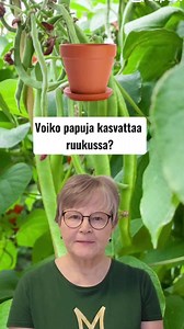 Voiko papuja kasvattaa ruukussa? 🪴 Kyllä! Pavut kasvavat hyvin ruukuissa, parvekkeella tai patiolla. Parhaiten ne tuottavat satoa lämpimässä ja suojaisessa paikassa.☀️ Täytä ruukku tavallisella puutarhamullalla ja kylvä useampi siemen samaan ruukkuun. Voit myös kasvattaa taimet ja istuttaa ne ruukkuihin. 🌱 🫘 Pensaspavusta on jalostettu matalia lajikkeita, jotka sopivat erikoisesti ruukkukasvatukseen. 🫘Salkopapu ja ruusupapu kasvavat köynnöksenä ja ne ohjataan säleikköön. 🫘Härkäpapu viihtyy 