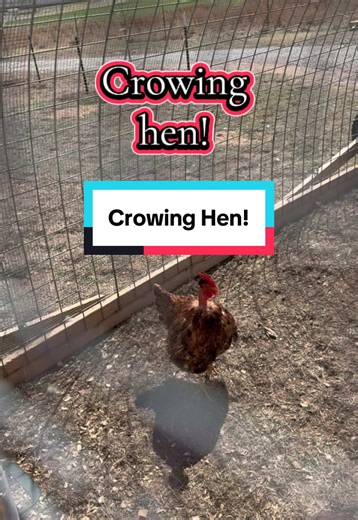 Crowing Hen: Howie Shows Unusual Behavior