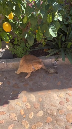 Funny Cats vs Hungry Turtle: Hilarious Moments