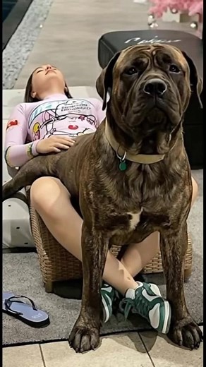 Understanding the Brindle Boerboel: A Unique Puppy Breed