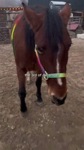 Last year #horse #equestrianjourney #horseriding #mustang #riding #horsebackriding