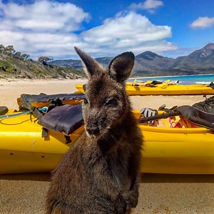 Let’s go kayaking with Kendrew the kangaroo! 🙌 🛶 🤣 | Discover Tasmania