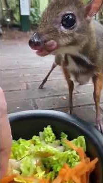 Java mouse-deer on a snack.