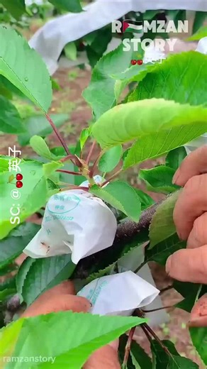 Chinese Cherry Farming: Quality Production Methods