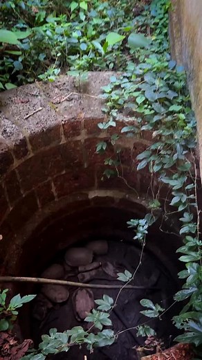 Indian pond terrapins also known as the Indian black turtle, are one of the two common freshwater turtle species found in Goa. Please do not put them into wells, tanks, or man-made ponds after picking them up from the wild under the belief that you are “rescuing” them. As I always say: If you see a turtle crossing the road, what does it want to do? It wants to cross the road. So help it across in the same direction it was heading, and let it continue on its way. Do not pick it up and drop it int