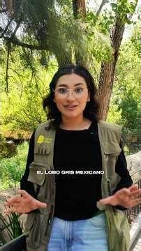🐺 El lobo gris mexicano estuvo al borde de la extinción… así lo estamos salvando #lobo #biology