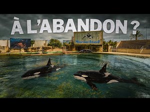 What REALLY Happens to the Orcas at Marineland?