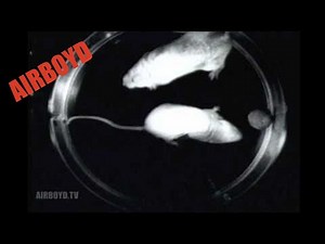 Microgravity Mice