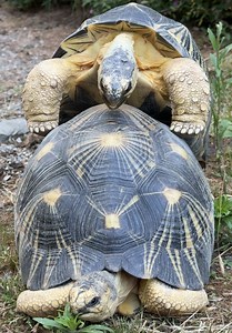 Why Does This Critically Endangered Tortoise Sound Like a Duck? 🐢 Before anyone says “give them some privacy” 😊… privacy is a human concept. Animals don’t experience modesty or embarrassment the way people do. This is completely natural behavior that plays an essential role in conserving a critically endangered species. The duck-like grunts and squeaks you’re hearing are normal mating vocalizations made by the male. Many tortoise species produce surprisingly unique vocalizations during breedin