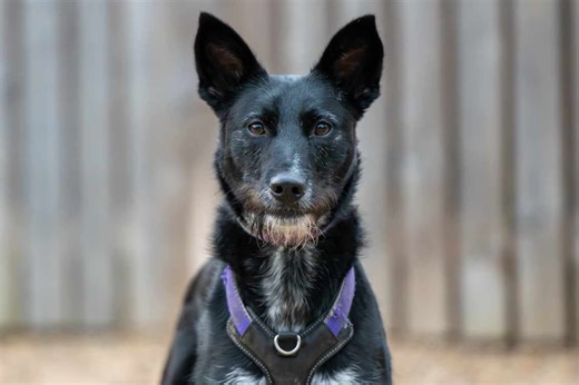 15 charming cats and dogs up for adoption in Leeds including intelligent pup Bella