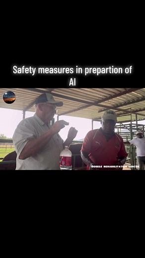 AI Insemination: Safety & Procedure for Cattle