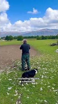 Visiting a Sheep Farm in Scotland #ricksteveseurope #scotlandtour