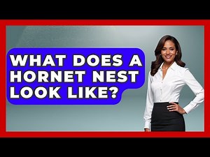 What Does A Hornet Nest Look Like? - Insects and Invaders