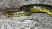 Green anaconda . Big anaconda.
