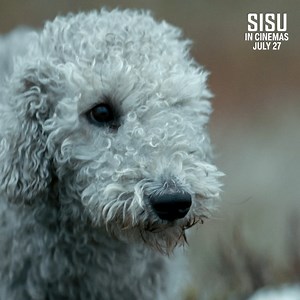 Don’t worry, the dog lives. #SISU is exclusively in cinemas from July 27. | Sony Pictures