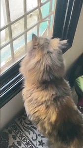 Billi Jean Se Pyar karti hai #cat #facts #animals #catlovers #catfamily #shorts