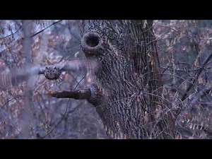 Male Great Horned Owl Flying (& in slow-motion) 2/7 /2023 in Forest Park in St. Louis, Missouri, USA