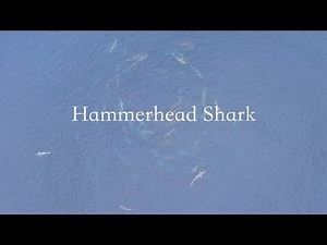 Hammerhead shark【群泳するシュモクザメ】4k空撮