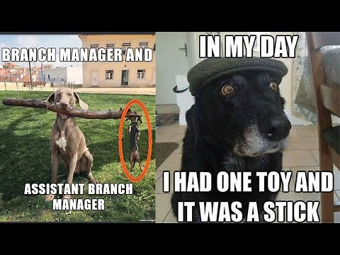 20 hilarious dog jokes
