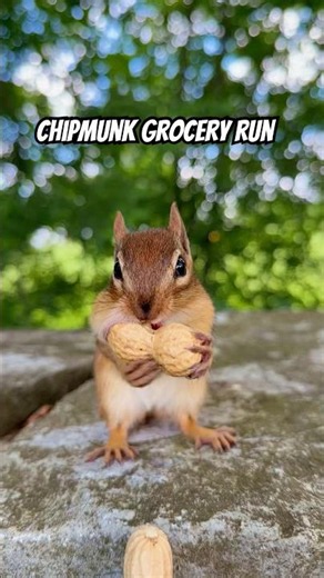 What CHIPMUNKS Love MOST #shorts #wildlife #animals #pets #education #cute #reels #shortvideo