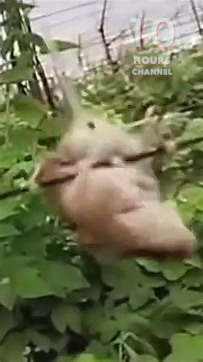 Spinning Mouse
