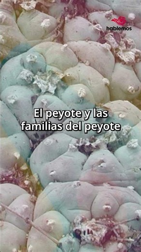 Tráiler-Peyote: territorio, tradición y debate