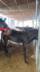 Funniest Donkey Ever Donkey Training the fun way 2522 | Donkey Lover