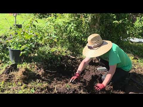 Planting a Palm Tree