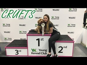 Crufts 2018 YKC Agility Dog of the Year - Poppy Cockapoo