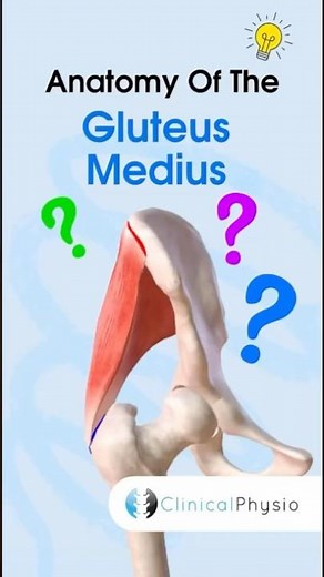 Gluteus Medius Anatomy #anatomy #physiotherapy #physicaltherapy #gluteusmedius