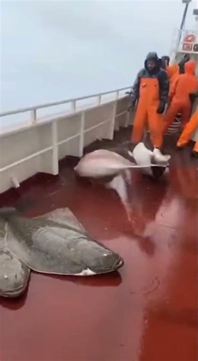 MONSTER Halibut EXPLODE Onto Fishing Boat Deck! 😱 Storm CHAOS!