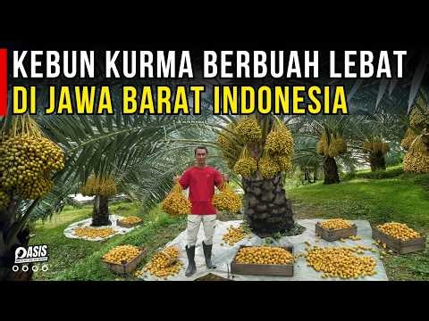DATE PALM GARDENS BEARING MUCH FRUIT AND FERTILE IN INDONESIA | BUSINESS STORY