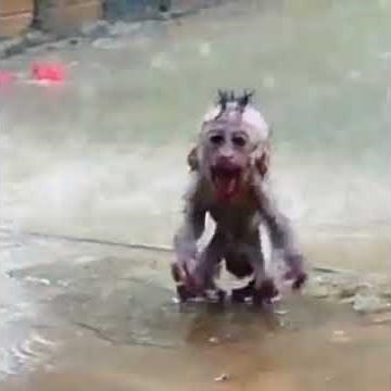 baby monkey screaming in the rain for help