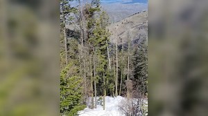 Dangerous trees at Bogus Basin to be removed