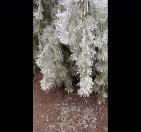Ice Storm Coats Trees In Frozen Layer