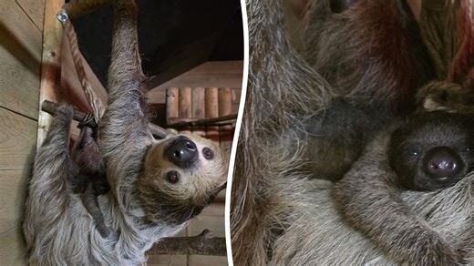 UK's second oldest sloth becomes father once again at the grand old age of 35