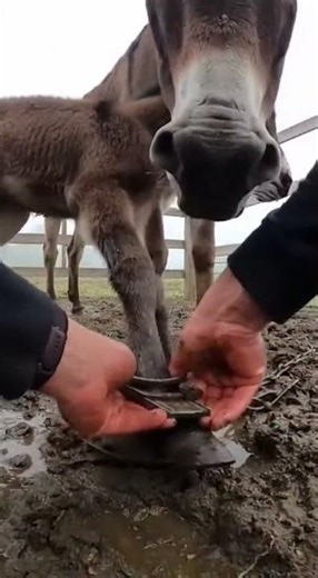 Hands Prying Clamp in a Tight Muddy Pen Close-Up