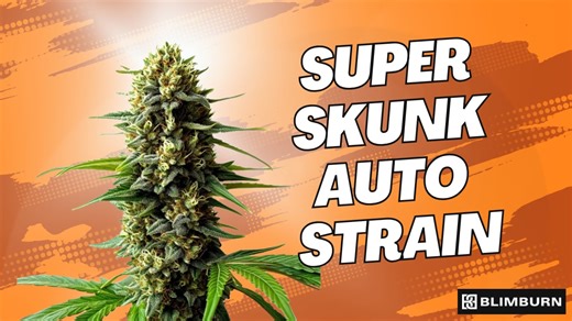 SUPER SKUNK AUTOFLOWER STRAIN